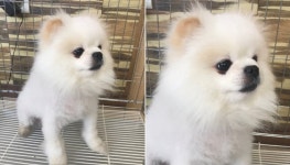 [유실동물 공고] 충남 서산 호수공원 스타벅스 앞에서 하얀색 포메라니안 강아지 구조