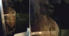 레스토랑 유리창 밖에서 식사하는 커플 노려보며(?) 섬뜩한 표정 짓는 캥거루