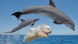 니가 왜 거기서 나와?…돌고래 옆에서 점프해 SNS서 한때 난리났던 댕댕이 합성짤