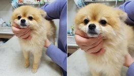 [유실동물 공고] 경남 통영의 한 병원 내에서 크림색+주황색 섞인 포메라니안 강아지 구조