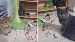 고양이 형제 덕분에(?) 아내 몰래 6개월간 꽁꽁 숨겨놓았던 비상금 들켜버린 남편