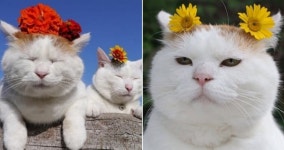 이런 거 좋아하냥?…집사 취향 맞추려고 머리에 꽃 꽂고 심기 잔뜩 불편한 냥이