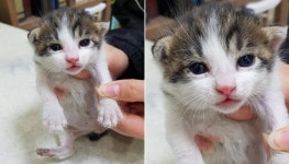 [유실동물 공고] 경남 통영 봉평동사무소 근처에서 생후 25일 흰검갈색 아기 고양이 구조