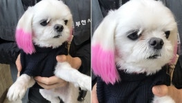 [유실동물 공고] 경기 부천 중앙지구대에서 원피스 입고 핑크색으로 귀 염색된 말티즈 구조
