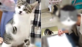 펫샵에 산 강아지와 고양이 유기동물로 둔갑…수의대생 유튜버 동물 학대 의혹 논란