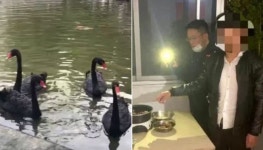 코로나19 사태로 야생동물 식용 금지됐는데…멸종위기 블랙스완 잡아먹다 딱 걸린 남성