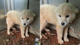 [유실동물 공고] 전남 무안 화순정류장에서 3일째 의자 묶여져 있던 갈색 아기 강아지 구조