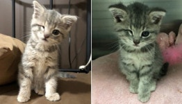 한쪽 눈 없어도 볼때마다 항상 웃는 모습하고 있어 예뻐도 너무 예쁜 심쿵 아기 냥이