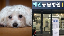 혜민동물병원 강제 철거 집행 중…치료 위해 강아지 입원 시킨 보호자 분들 빨리 데려가세요