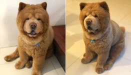 우리집 강아지가 크면 클수록 복슬복슬 귀여운 털복숭이 테디베어로 변해요