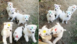 시골집 할머니가 갓 태어난 귀요미 강아지 형제들 서열을 구별하는 방법