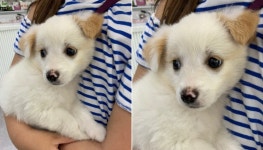 [유실동물 공고] 전북 고창 보건소 근처 목줄없이 배회하는 아이보리 아기 강아지 구조