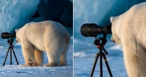 이거 이렇게 찍는거 맞아요??…호기심에 눈 대고 카메라 렌즈로 세상 보는 북극곰