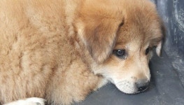 [유실동물 공고] 경북 군위 치킨가게 주차장에서 갈색 믹스 아기 강아지 구조