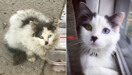 길거리 떠돌아다녀 지저분했던 유기묘가 목욕하고 사랑 받자 꽃미모 냥이가 됐어요