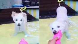 혈액암으로 시한부 판정 받은 반려견 다올이 근황 공개한 개훌륭 강형욱