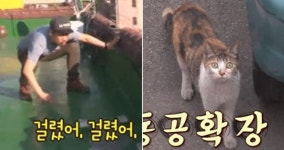 일촉즉발 상황 속에서 눈 마주친 어미 고양이 어이없게(?) 만든 동물농장 PD의 한마디
