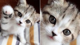 냥냥펀치 발사!!…카메라 렌즈 보며 작은 솜방망이 뻗는 미모甲 고양이