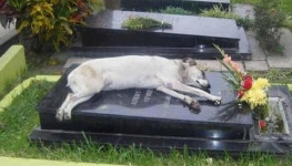 세상 떠난 주인 잊지 못해 10년 동안 무덤 위 떠나지 않고 자리 지키는 어느 강아지