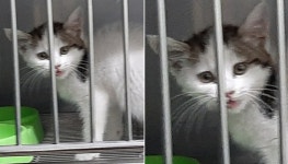 [유실동물 공고] 목포 한 장례식장 부근서 뒷다리 절고 있는 생후 10주령 고양이 구조