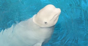 한화 아쿠아플라넷 여수에 살고 있는 귀요미 흰고래 벨루가가 죽은 채 발견됐습니다