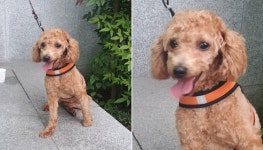 [유실동물 공고] 창원 육호광장 도로변서 주황 하네스+검은 끈하고 있는 갈색 푸들 구조
