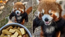 밥 늦게 가져왔다고 분노 폭발했다가 밥그릇 보고 기분 좋아 웃는 귀요미 레서판다