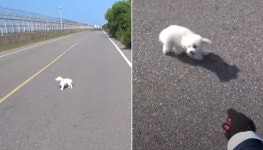 도로 한복판에 버림 받았는데도 사람 나타나자 주변 배회하며 꼬리 흔드는 강아지