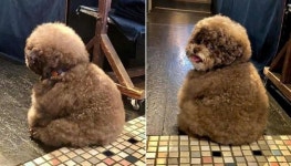 복슬복슬 털뭉치로 다소곳하게 앉아있다 자기 불렀냐며 뒤돌아서 쳐다보는 댕댕이 정체