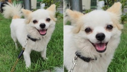 [유실동물 공고] 경기 용인 보정지구대 근처서 체크무늬 목줄 착용한 흰갈색 강아지 구조