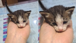 [유실동물 공고] 전북 전주서 영양불량 상태인 검노랑 뽀시래기 아기 고양이 구조