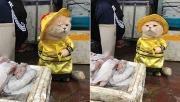 고양이에게 실제로 생선가게 맡겨봤더니 제대로 초대박 터트렸습니다