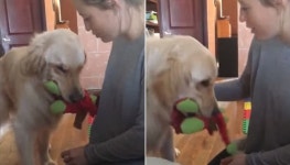 아기 처음 만나던 날 자신이 아끼는 최애 공룡 인형 물어다가 선물하는 천사 댕댕이