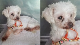 [유실동물 공고] 강원 속초 방앗간 인근에서 주황색 리드줄 착용한 하얀색 말티즈 구조