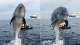 조용한 바다에 뱃소리 들리자 반갑다며 5m 높이 점프 인사하는 귀요미 돌고래