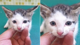 [유실동물 공고] 똘망똘망한 눈망울에 한없이 귀엽고 사랑스런 고등어색 아기 냥이 구조