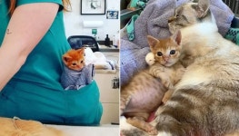 장애 딛고 수의사 주머니 엔에 쏙 들어가 아픈 친구 진료 보러 다니는 아기 고양이