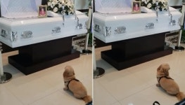 자기 두고 하늘나라 떠난 아빠 돌아오지 않을까 싶은 마음에 장례식장 지키는 강아지