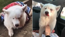 집에 돌아오지 못하게 하려고 멀쩡한 강아지 두 눈 찌른 뒤 길가에 내다버린 못된 주인