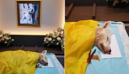 하늘나라에서는 아프지 마렴…해외입양 앞두고 홍역과 사상충 치료 중에 눈 감은 진도견