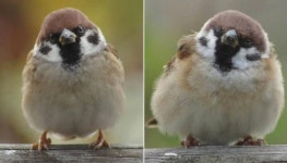 토실토실 몸통에 빵빵한 볼따구로 귀여움 폭발한다는 궁디 팡팡 참새 얼굴