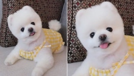 평생 건강할 줄 알았는데…SNS스타견 개무룩 달리, 심장병 4기 판정 받았습니다