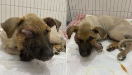 유엄빠 힘찬이 아프게 만든 학대범 찾기 위해 끊임없이 추적하며 최선을 다할 것