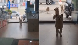 가게 주인이 몇번 밥 챙겨주니 배고픈 친구들과 같이 밥 얻어먹으려고 찾아온 유기견