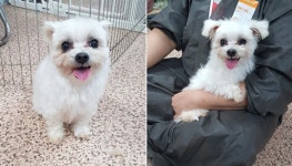 웃는 모습 천진난만하고 해맑은 애교쟁이 말티즈 강아지가 가족을 찾고 있습니다