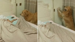 피곤해서 방에 불 킨 채로 잠든 주인 대신 이불 덮어주고 불까지 꺼주는 천사 댕댕이