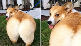 토실토실한 엉덩이 뒤로 쭈욱 내민 채로 고개 돌려 쳐다보는 심쿵 웰시코기