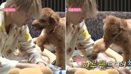 소파 앉아 있는 엑소 카이에게 다가와 앞발로 자꾸 쓰담쓰담 해달라 조르는 푸들 몽구