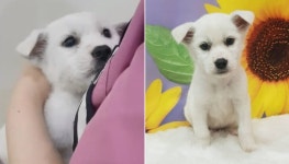 박스 담겨진 채 해오름공원에 버려졌다 구조된 유기견의 슬픈 눈망울