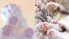 말랑말랑하면서도 꾸덕꾸덕한 고양이의 핑크 젤리 발바닥에 대해 몰랐던 재미난 사실